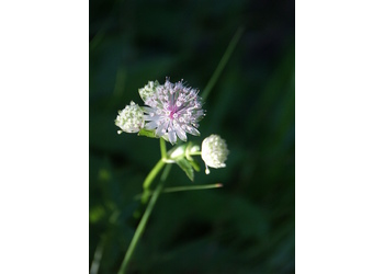 Sterndolde (Astrantia major) - © Bernard Wieser